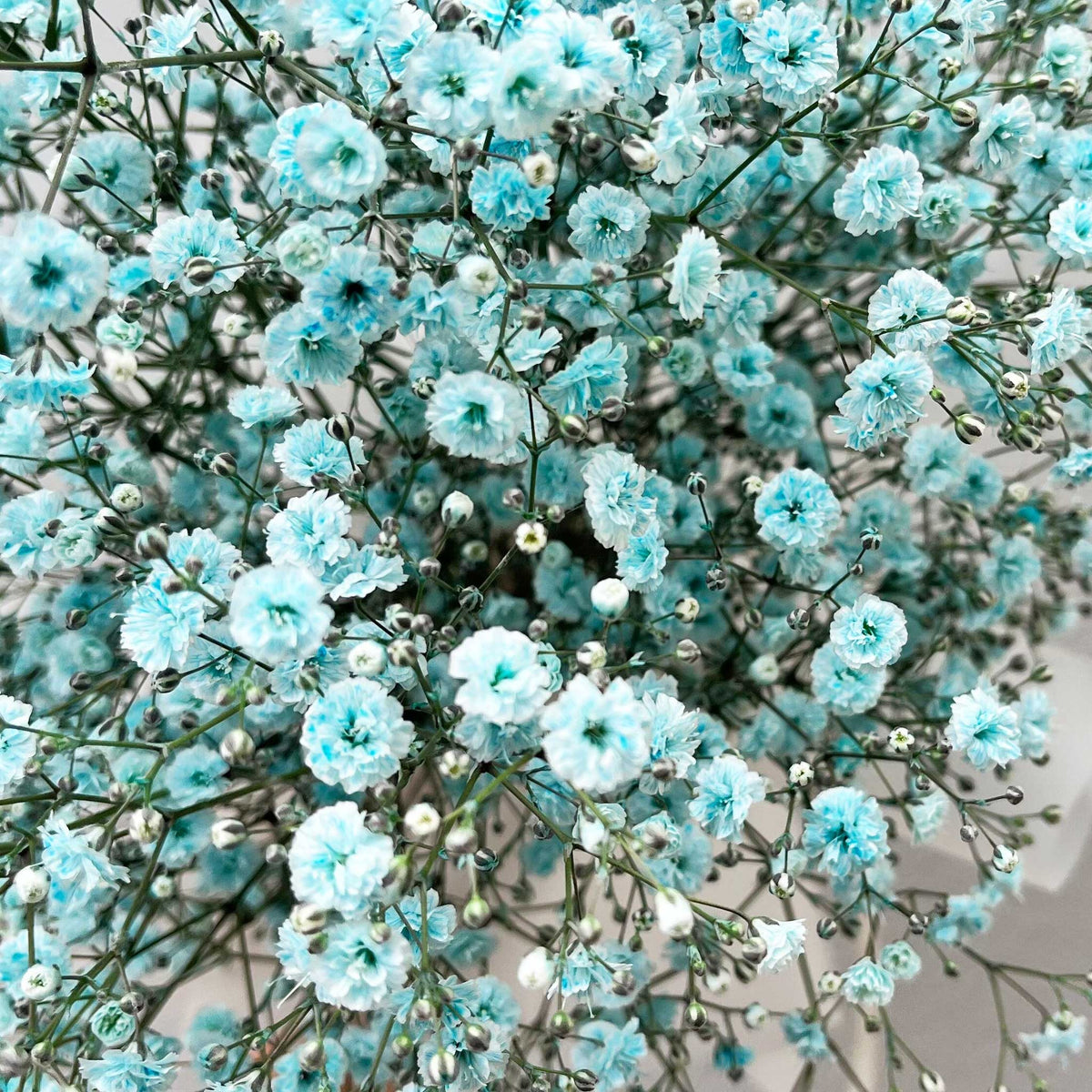 かすみ草花束