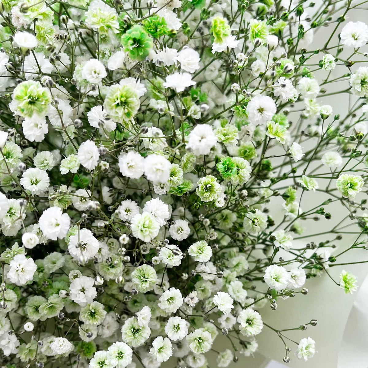 かすみ草花束