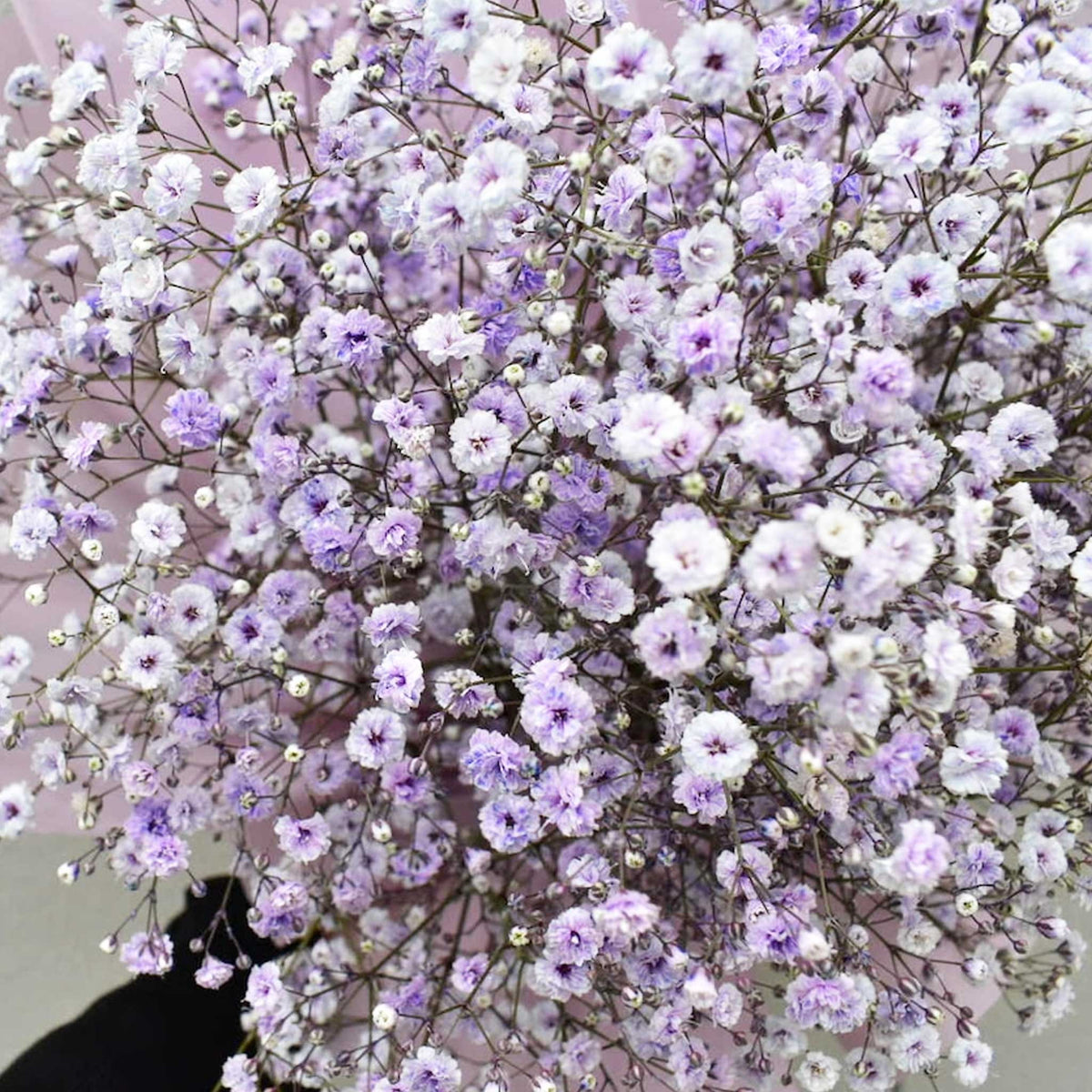 かすみ草花束