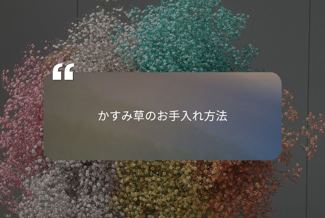 かすみ草のお手入れ方法