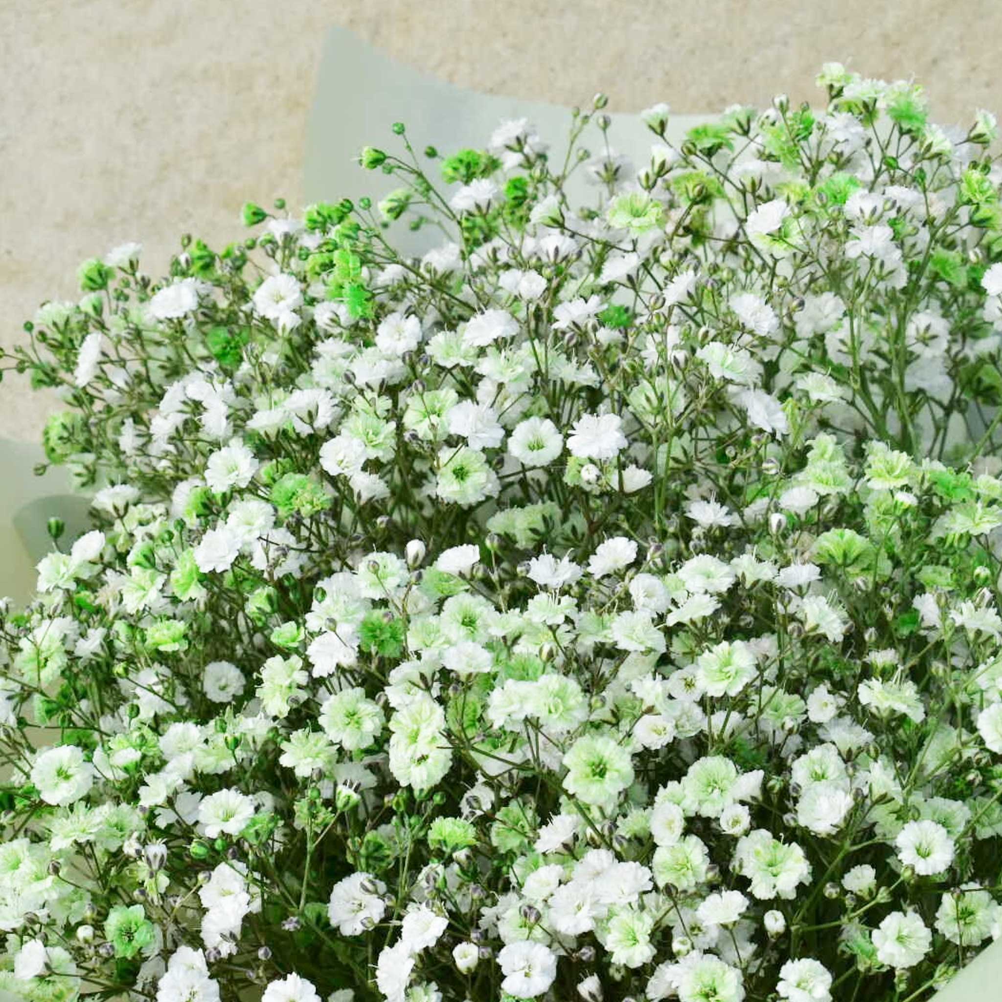かすみ草花束