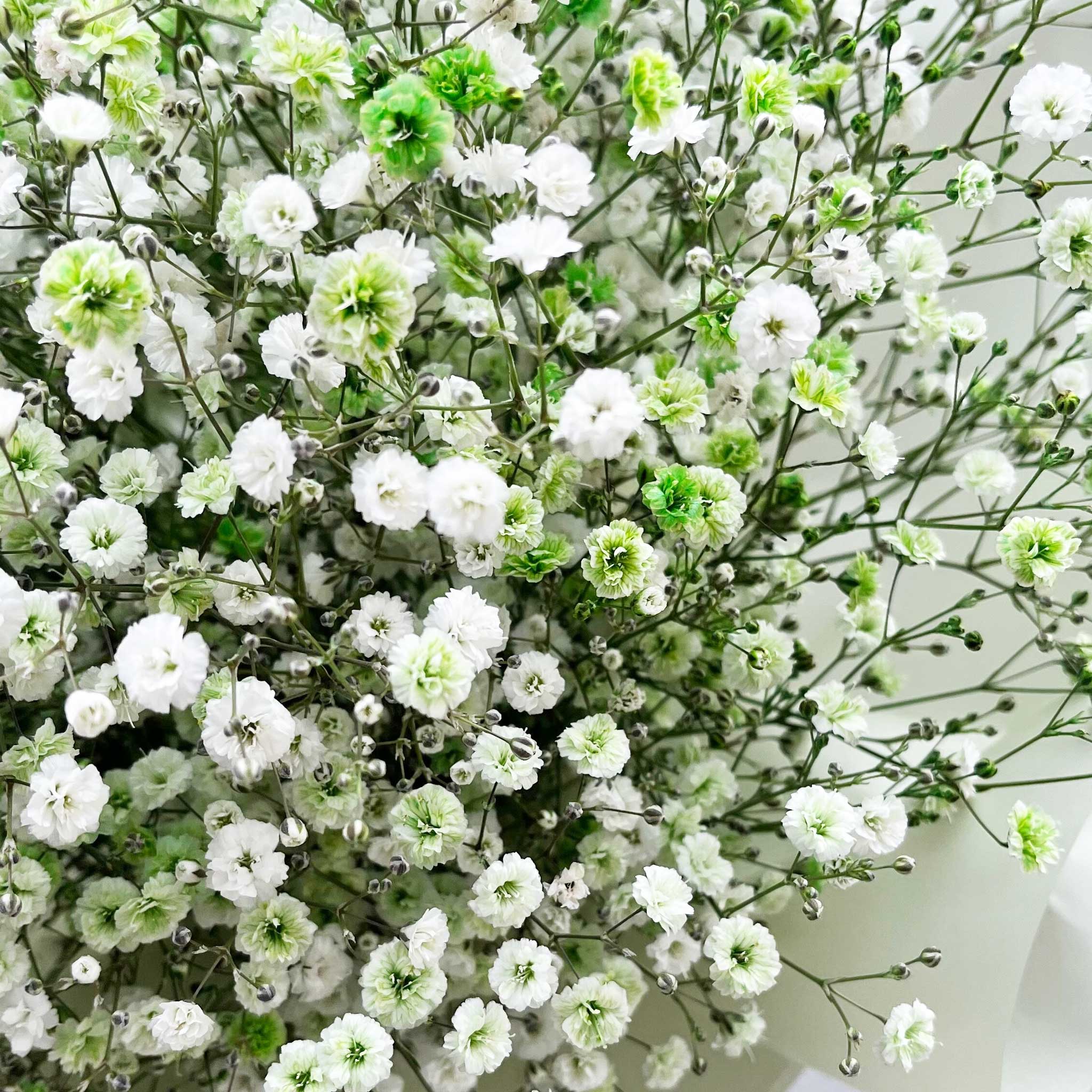 かすみ草花束