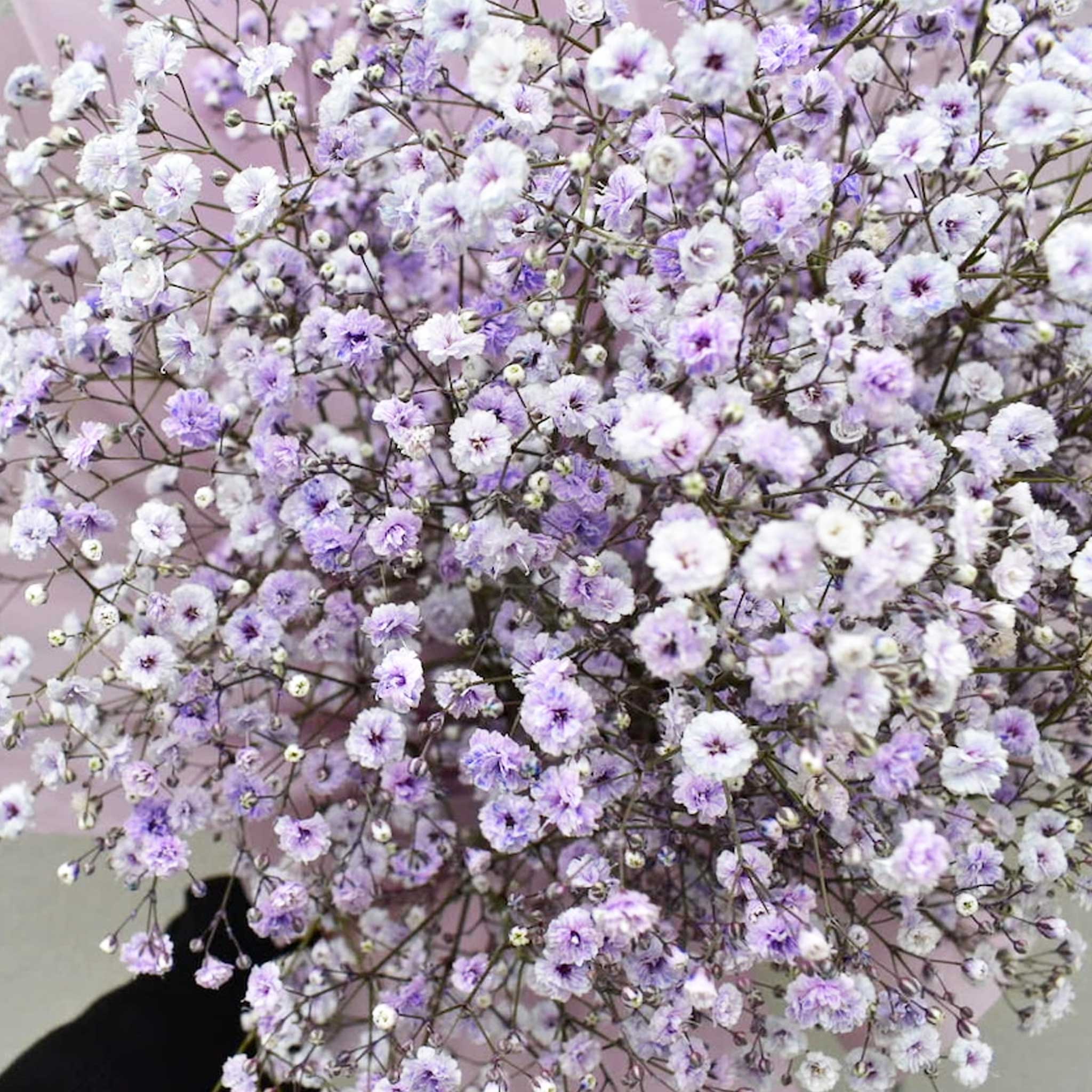 かすみ草花束