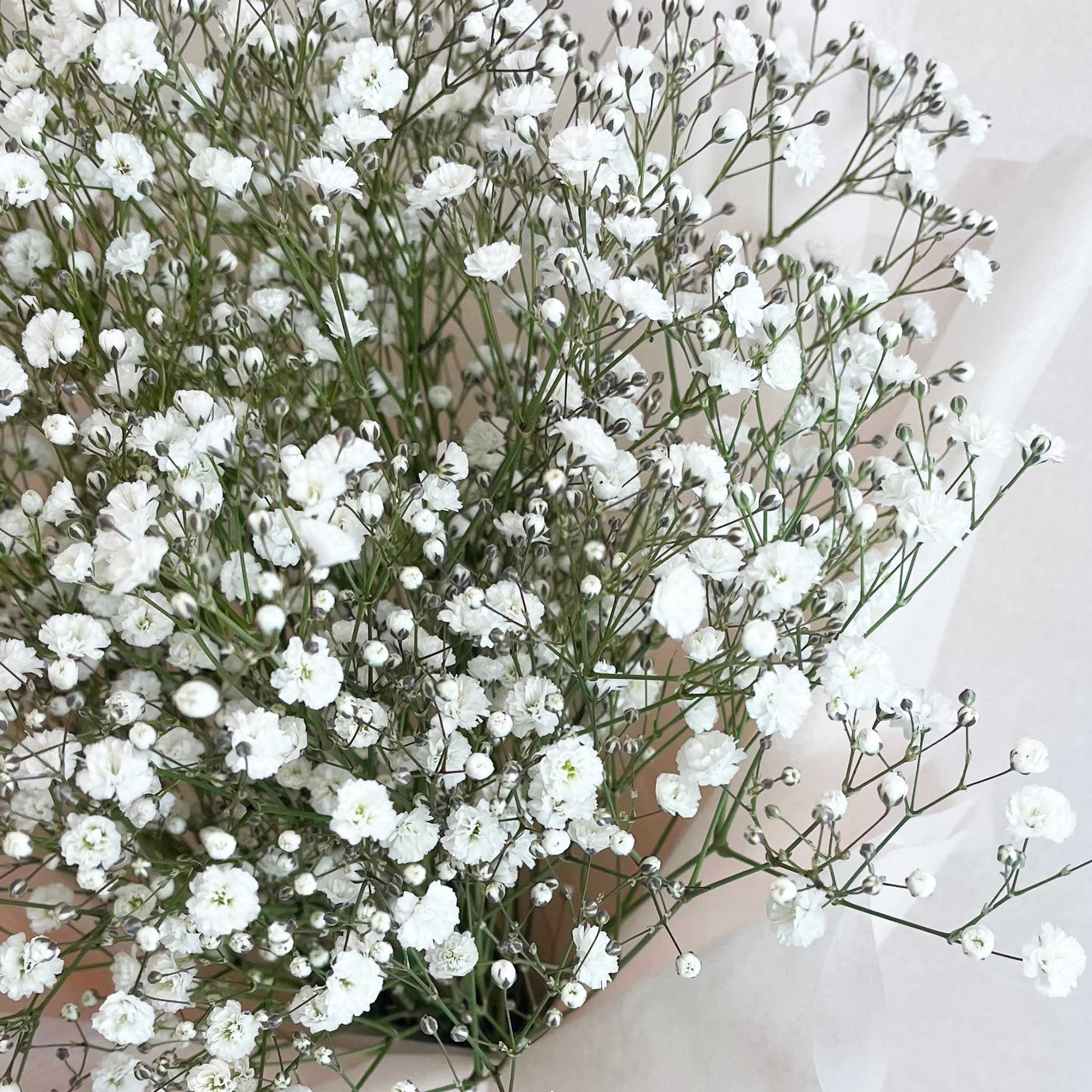 かすみ草花束